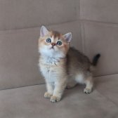 British Shorthair Golden Erkek Yavrular
