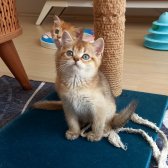 British Shorthair Golden Erkek Yavrular