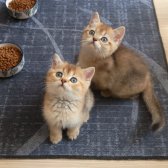 British Shorthair Golden Erkek Yavrular