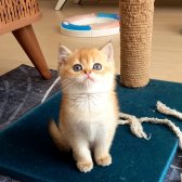 British Shorthair Golden Erkek Yavrular