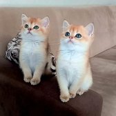 British Shorthair Golden Erkek Yavrular