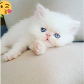 Saf Kan Iran Beyaz Yavru