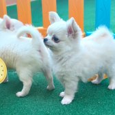 Soy Kütük Belgeli Beyaz Uzun Tüylü Chihuahua Yavruları.