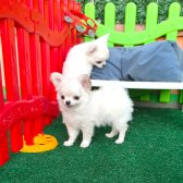 Soy Kütük Belgeli Beyaz Uzun Tüylü Chihuahua Yavruları.