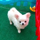 Soy Kütük Belgeli Beyaz Uzun Tüylü Chihuahua Yavruları.