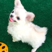 Soy Kütük Belgeli Beyaz Uzun Tüylü Chihuahua Yavruları.