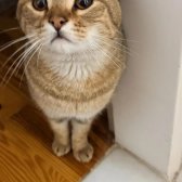 Erkek British Shorthair Kırması