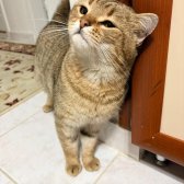 Erkek British Shorthair Kırması