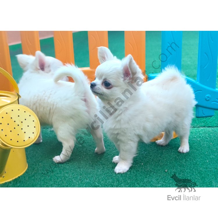 Soy Kütük Belgeli Beyaz Uzun Tüylü Chihuahua Yavruları.