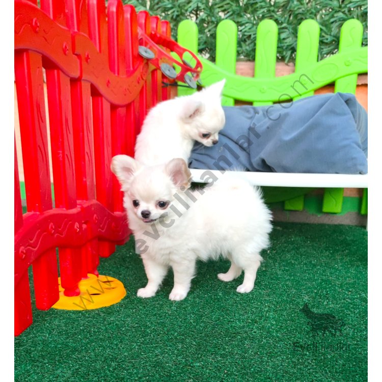 Soy Kütük Belgeli Beyaz Uzun Tüylü Chihuahua Yavruları.