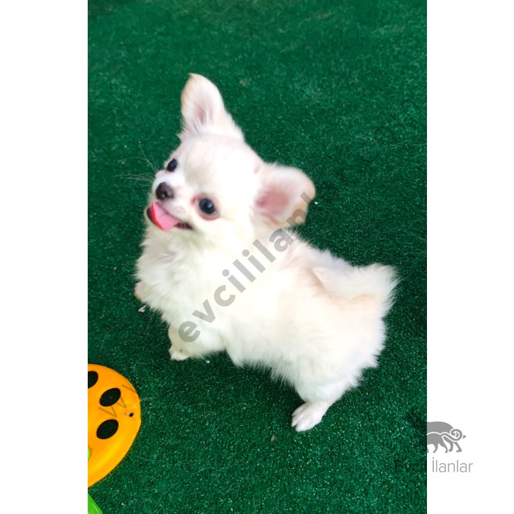 Soy Kütük Belgeli Beyaz Uzun Tüylü Chihuahua Yavruları.