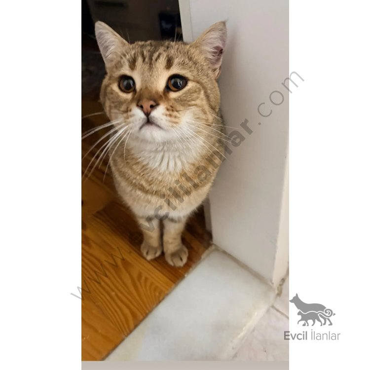 Erkek British Shorthair Kırması