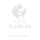 Yeni Yeme Düşmüş 1.5 Aylıklar 4 Tane Yavru  İstanbul Maltepe